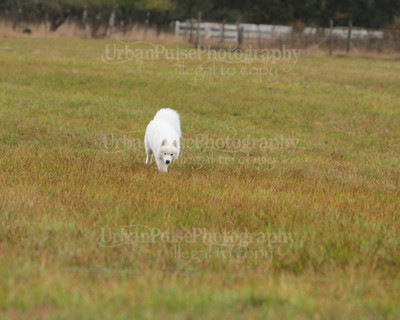 SCA2016_LURE COURSING-7742