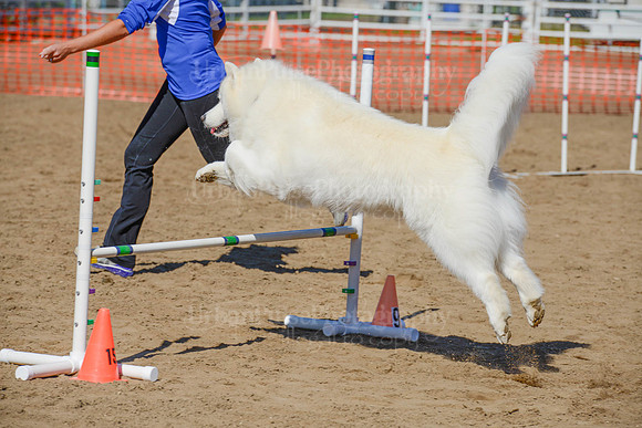AGILITY-2215