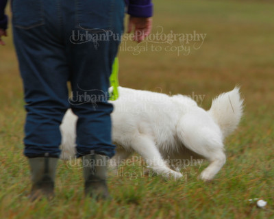 SCA2016_LURE COURSING-7732