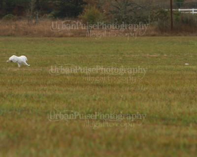 SCA2016_LURE COURSING-7697