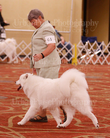 SCA2019 D BRED BY-9660