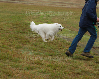SCA2016_LURE COURSING-7561