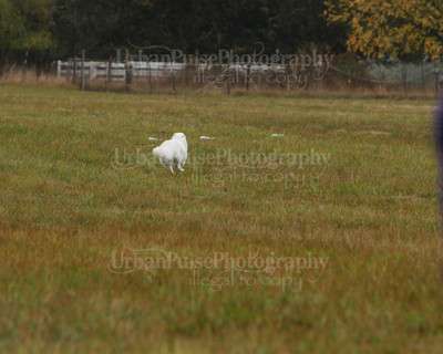 SCA2016_LURE COURSING-7655