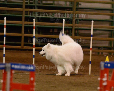 SCA2016_AG MON FAST NOVICE-3542