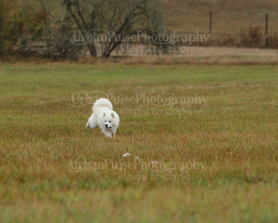 SCA2016_LURE COURSING-7627