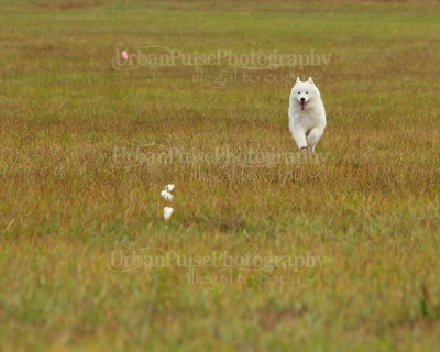 SCA2016_LURE COURSING-7350