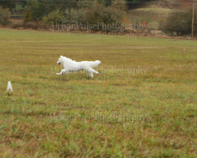 SCA2016_LURE COURSING-7809