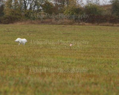 SCA2016_LURE COURSING-7690