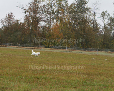 SCA2016_LURE COURSING-7775