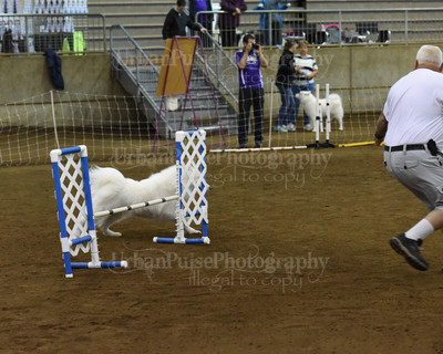 SCA2016_AG MON FAST NOVICE-0060