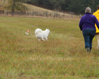 SCA2016_LURE COURSING-7754