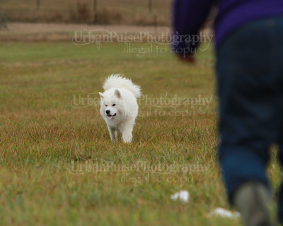 SCA2016_LURE COURSING-7636