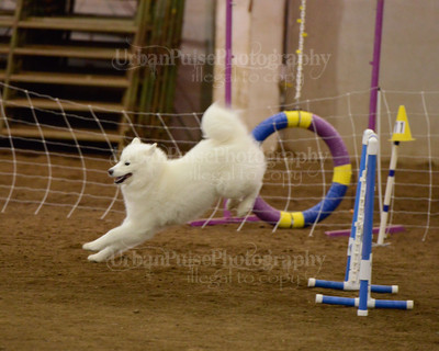 SCA2016_AG MON FAST NOVICE-3532