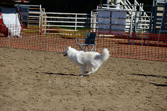 AGILITY-1989