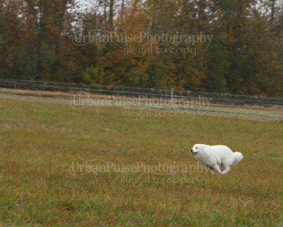 SCA2016_LURE COURSING-7671