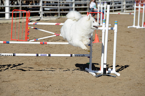 AGILITY-1986