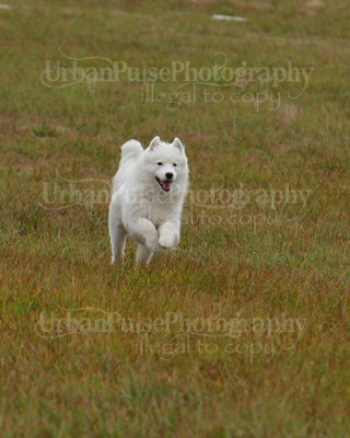 SCA2016_LURE COURSING-7553