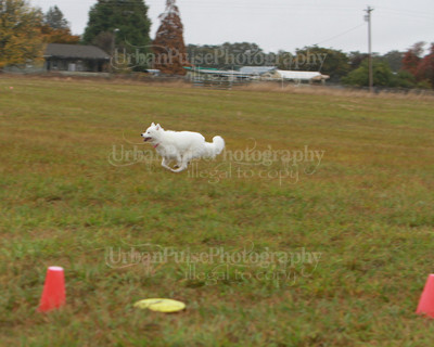 SCA2016_LURE COURSING-7801