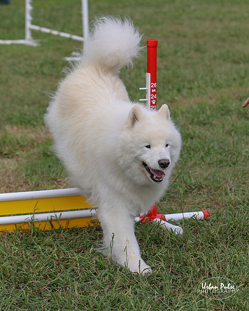 AGILITY-3038