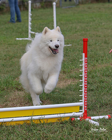 AGILITY-3037
