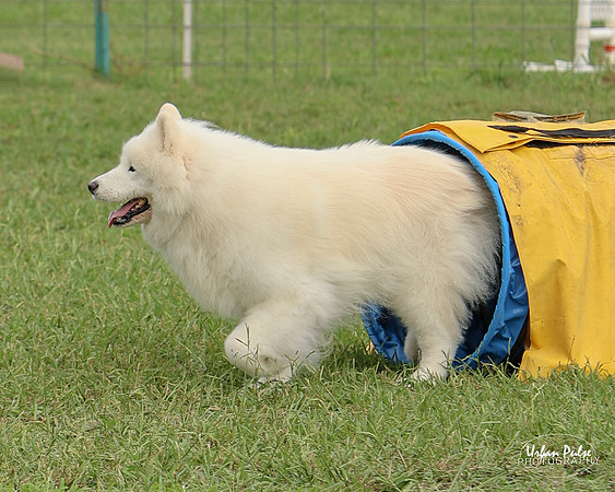 AGILITY-3032