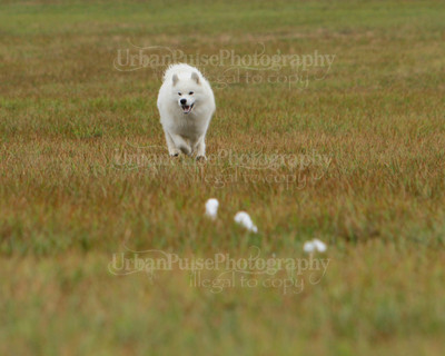 SCA2016_LURE COURSING-7629