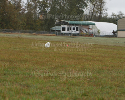 SCA2016_LURE COURSING-7663