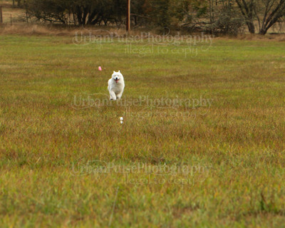 SCA2016_LURE COURSING-7347