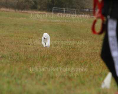 SCA2016_LURE COURSING-7718