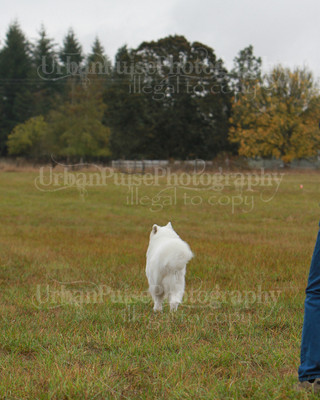 SCA2016_LURE COURSING-7547