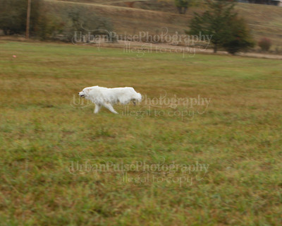 SCA2016_LURE COURSING-7683