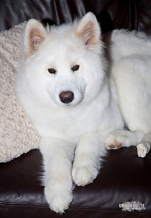 MISCHA