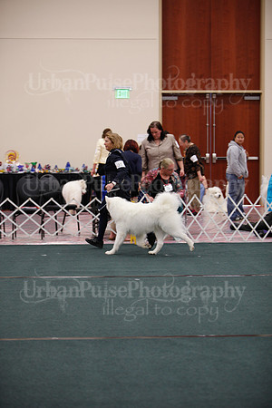 F9-12 Dog-7088