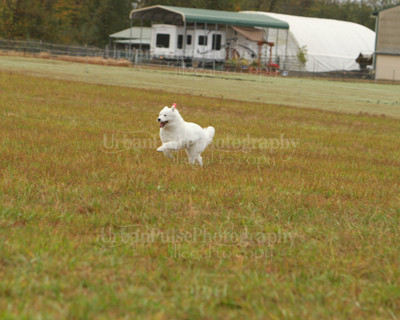 SCA2016_LURE COURSING-7327