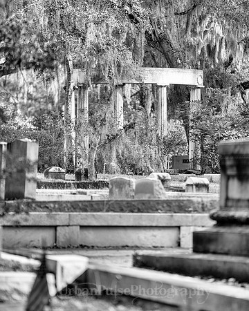 Savannah_9819