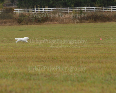 SCA2016_LURE COURSING-7701