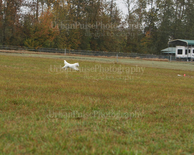 SCA2016_LURE COURSING-7777