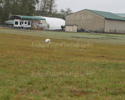 SCA2016_LURE COURSING-7783