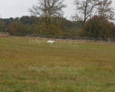SCA2016_LURE COURSING-7660