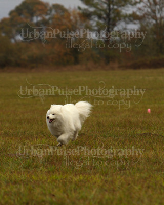 SCA2016_LURE COURSING-7301