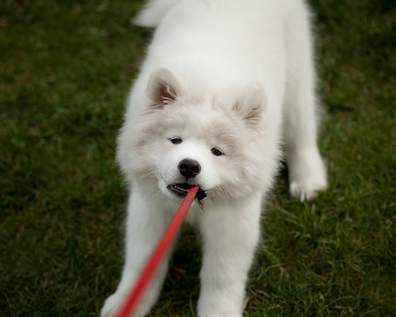 GreenBoy_10wks_16x20_0581