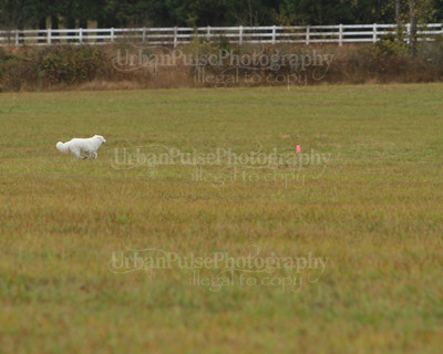SCA2016_LURE COURSING-7702