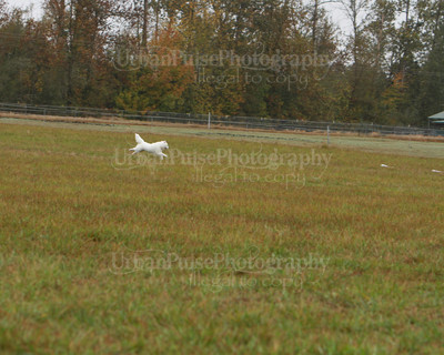 SCA2016_LURE COURSING-7776