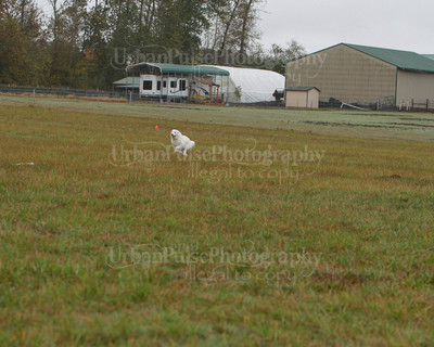 SCA2016_LURE COURSING-7668