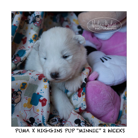 MINNIE_2WEEKS_3434