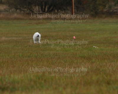 SCA2016_LURE COURSING-7615