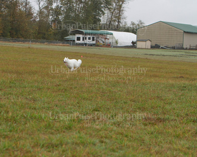 SCA2016_LURE COURSING-7792