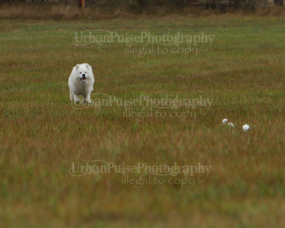 SCA2016_LURE COURSING-7622