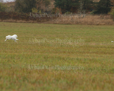 SCA2016_LURE COURSING-7694
