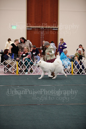 F9-12 Dog-7083